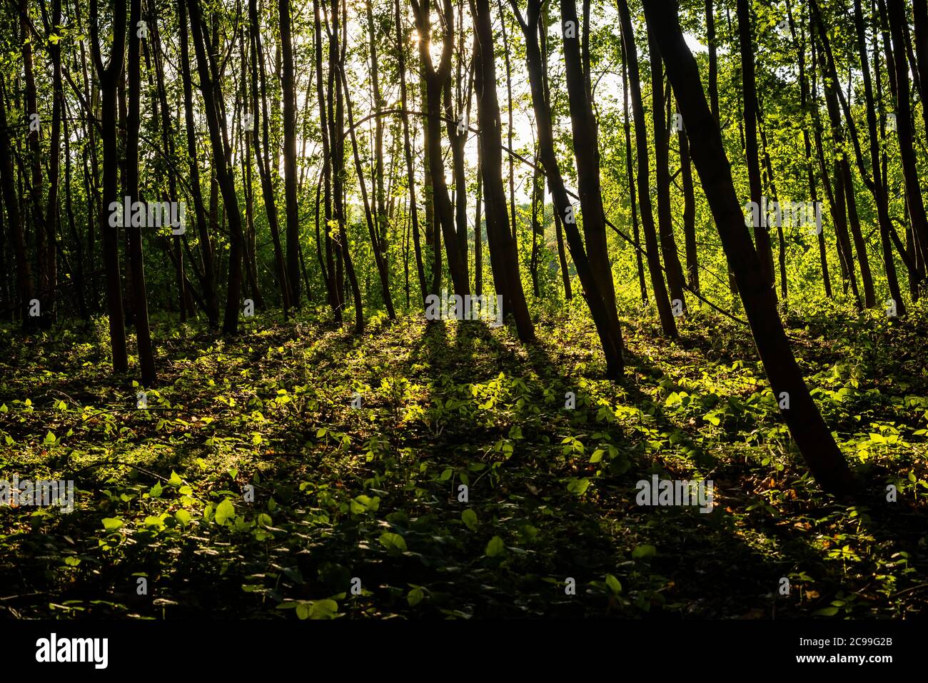 molti alberi giovani che gettano ombre, molti alberi giovani in una foresta, di colore verde Foto Stock