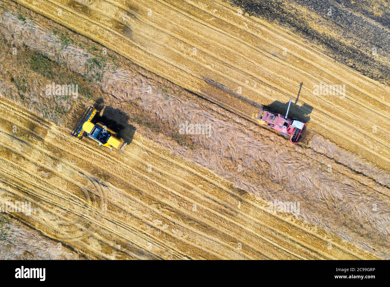 La vista aerea della mietitrebbia sta raccogliendo grano in estate Foto Stock