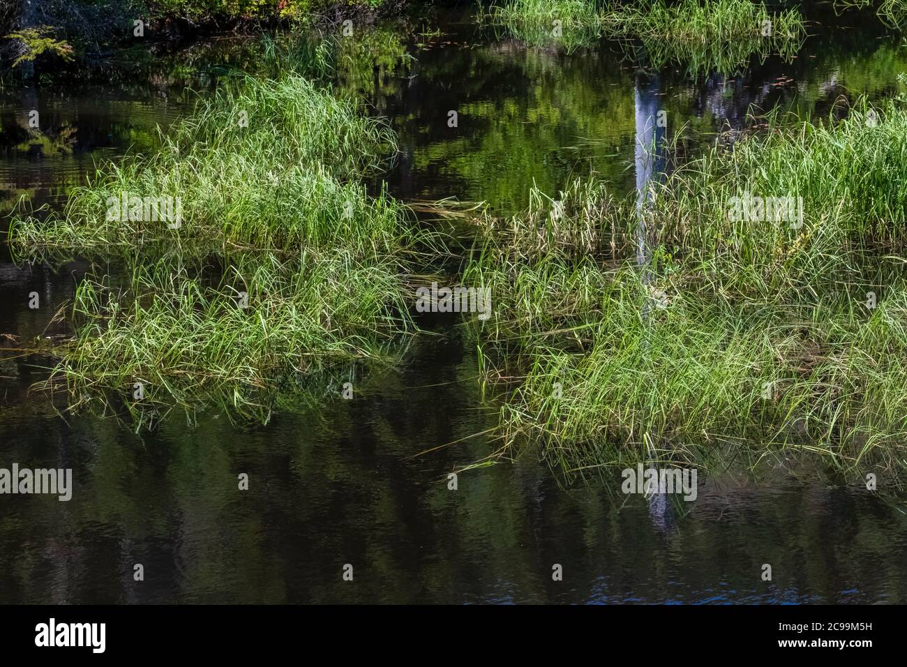 American Beaver, Castor canadensis, laghetto lungo il Meta Lake outlet a Mount St. Helens National Volcanic Monument, Gifford Pinchot National Forest, W. Foto Stock