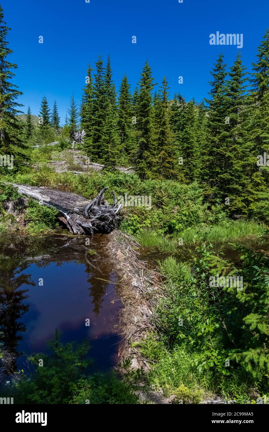 American Beaver, Castor canadensis, diga lungo il Meta Lake outlet a Mount St. Helens National Volcanic Monument, Gifford Pinchot National Forest, Wa Foto Stock