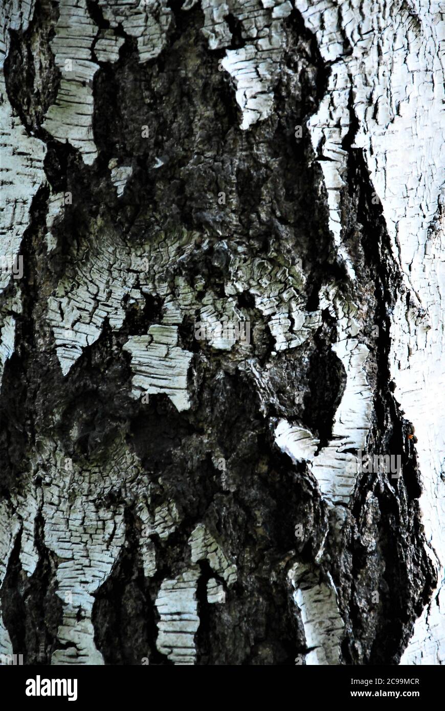 Un tronco di betulla da vicino Foto Stock