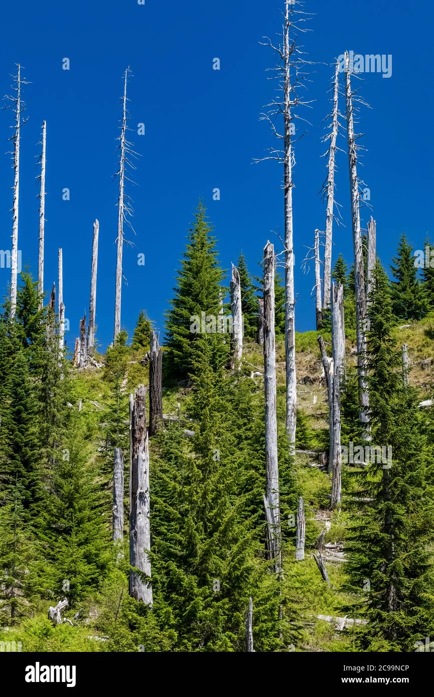 La foresta d'argento di alberi in piedi uccisi durante l'eruzione, con nuovi alberi che saliscono sotto, sul lato di Windy Ridge del vulcano nazionale di Mount St. Helens Foto Stock