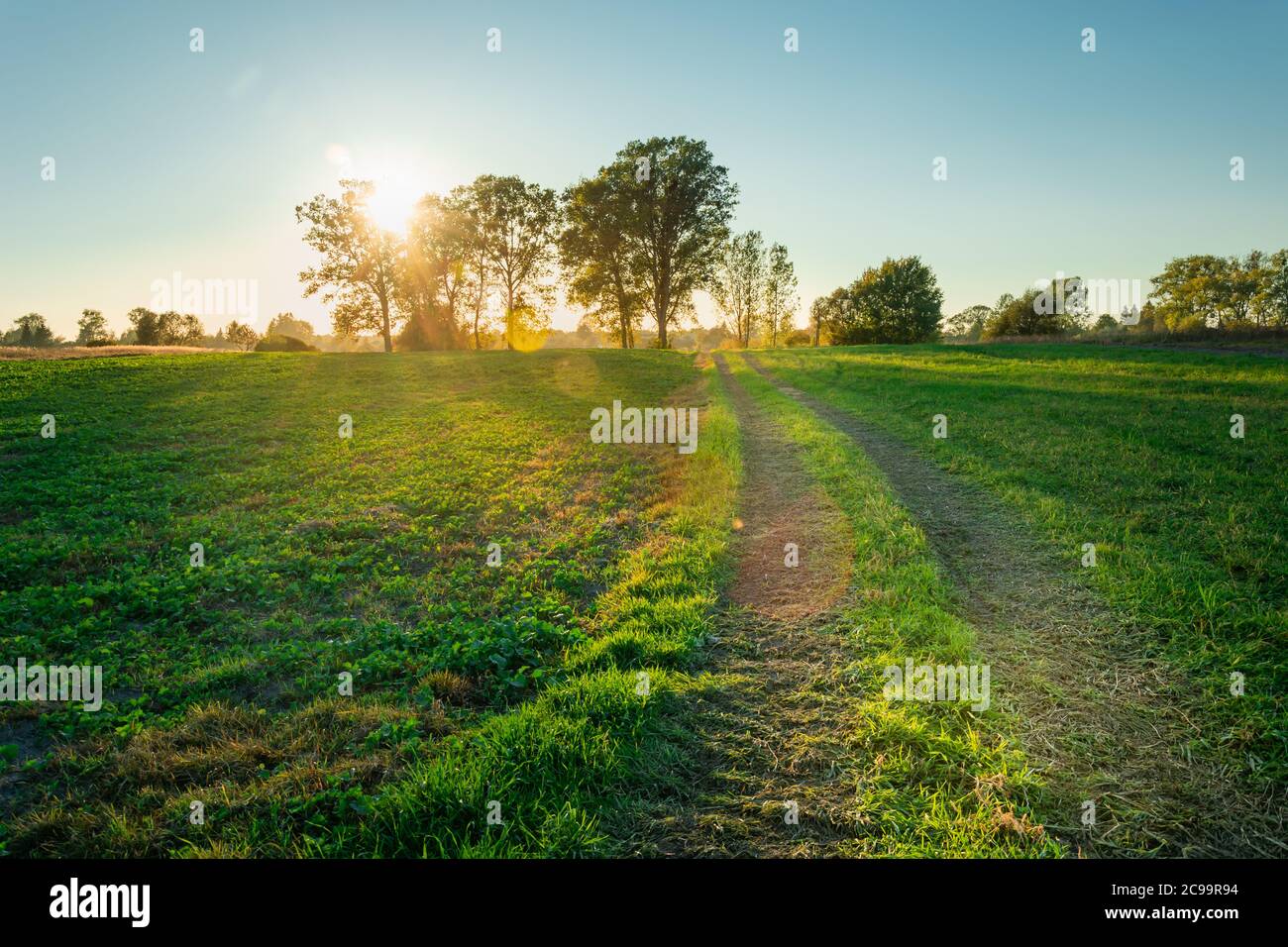 Alba dietro gli alberi e la strada attraverso il prato verde Foto Stock