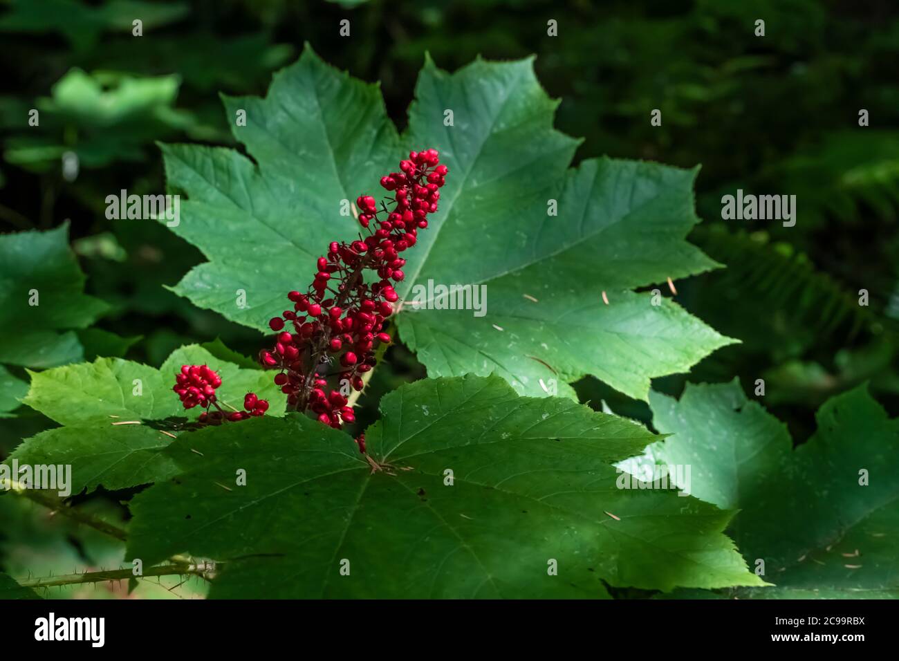 Devil's Club, Oplopanax horridus, con le sue bacche rosse brillanti nella Gifford Pinchot National Forest, Washington state, USA Foto Stock