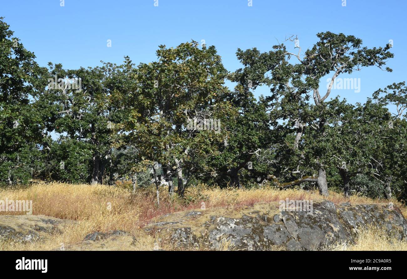 Gli alberi di quercia di Garry crescono in un prato sul Mt. Tolmie a Saanich, British Columbia, Canada sull'isola di Vancouver. La quercia di Garry (Quercus garryana) è nativo a. Foto Stock