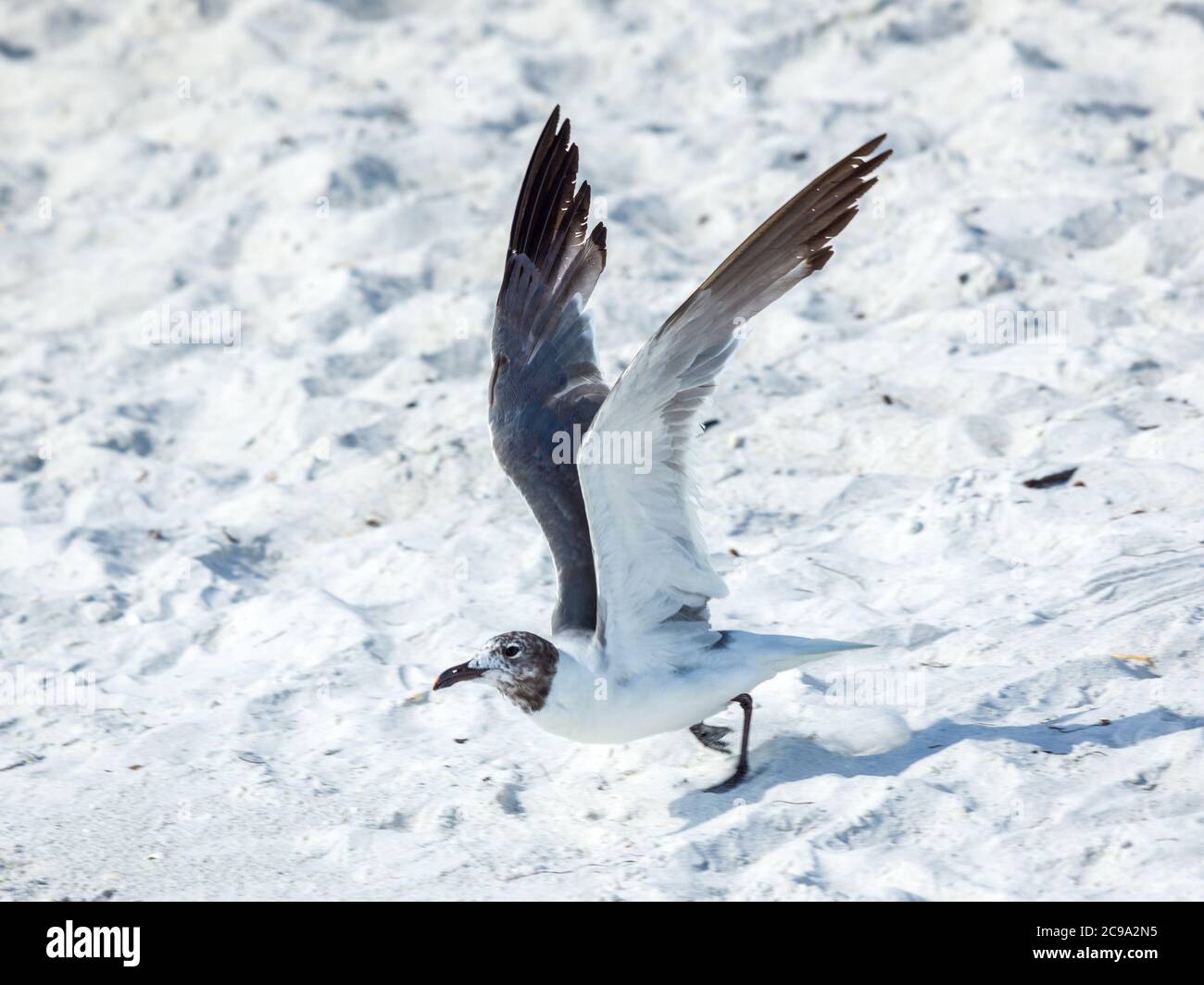 Sarasota, USA, 28 luglio 2020 UN gabbiano ridente (Leucophaeus attricilla) in procinto di decollare e volare via a Sarasota, Florida. Credito: Enrique Shore/Ala Foto Stock