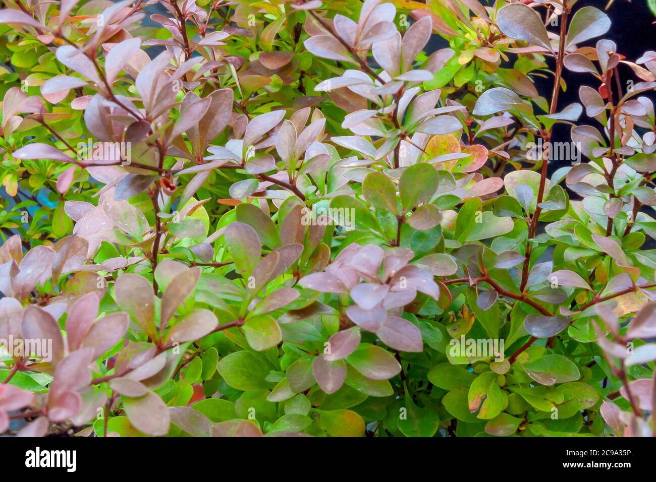 Giardino arbusto barberry.Green e foglie rosse. Foto Stock