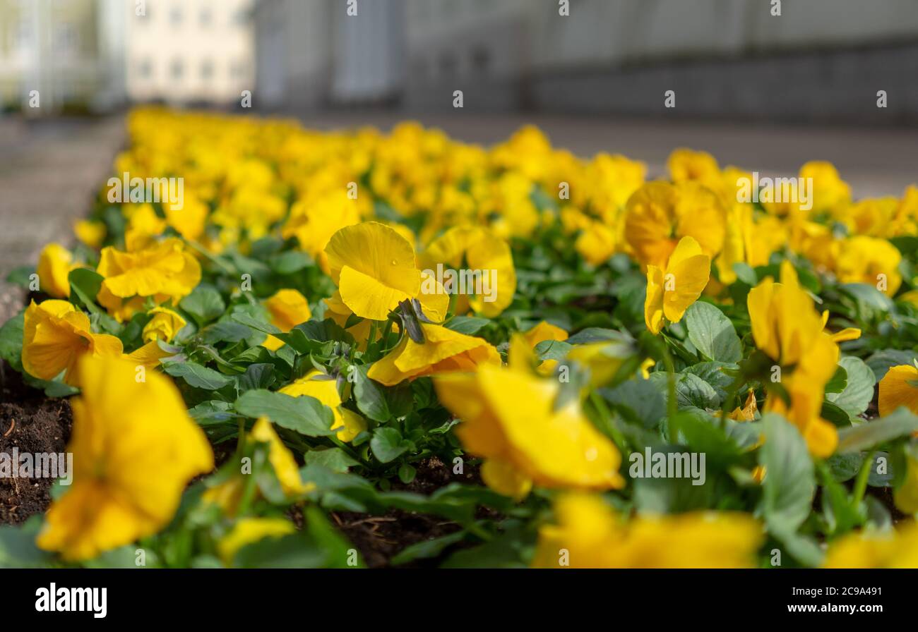 Violetti gialli su una città fiorita in primavera con bel tempo. Foto Stock