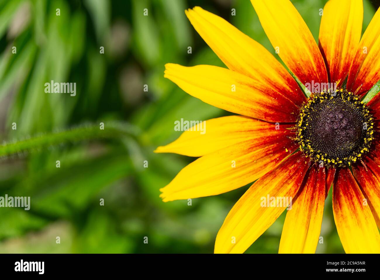 Campfire Rudbeckia, primo piano. Rudbeckia hirta, rudbeckia dagli occhi neri, Perenne dorato audace. Fuoco selettivo. Foto Stock