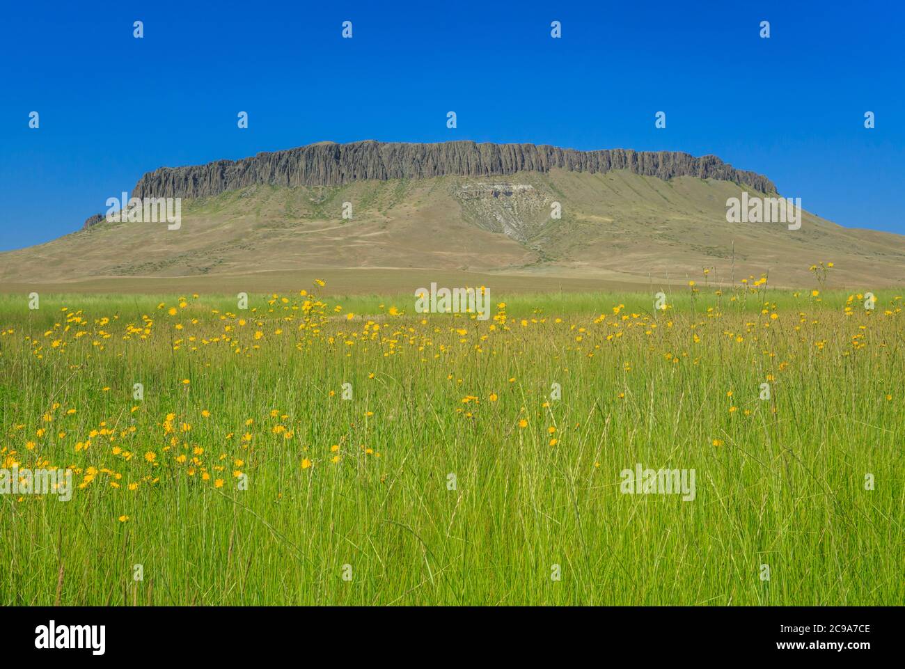 fiori selvatici sotto la corona butte vicino a simms, montana Foto Stock