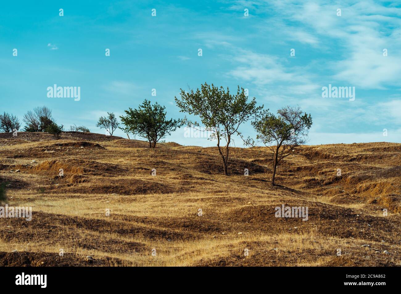 Alberi che crescono contro il cielo nuvoloso. Alberi sottili che crescono su una collina asciutta contro il cielo blu nuvoloso nella soleggiata giornata estiva in campagna Foto Stock