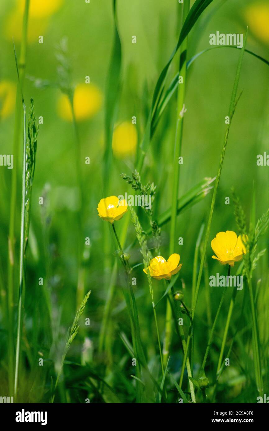 Colpo verticale di piccoli fiori gialli su sfondo di erba Foto Stock