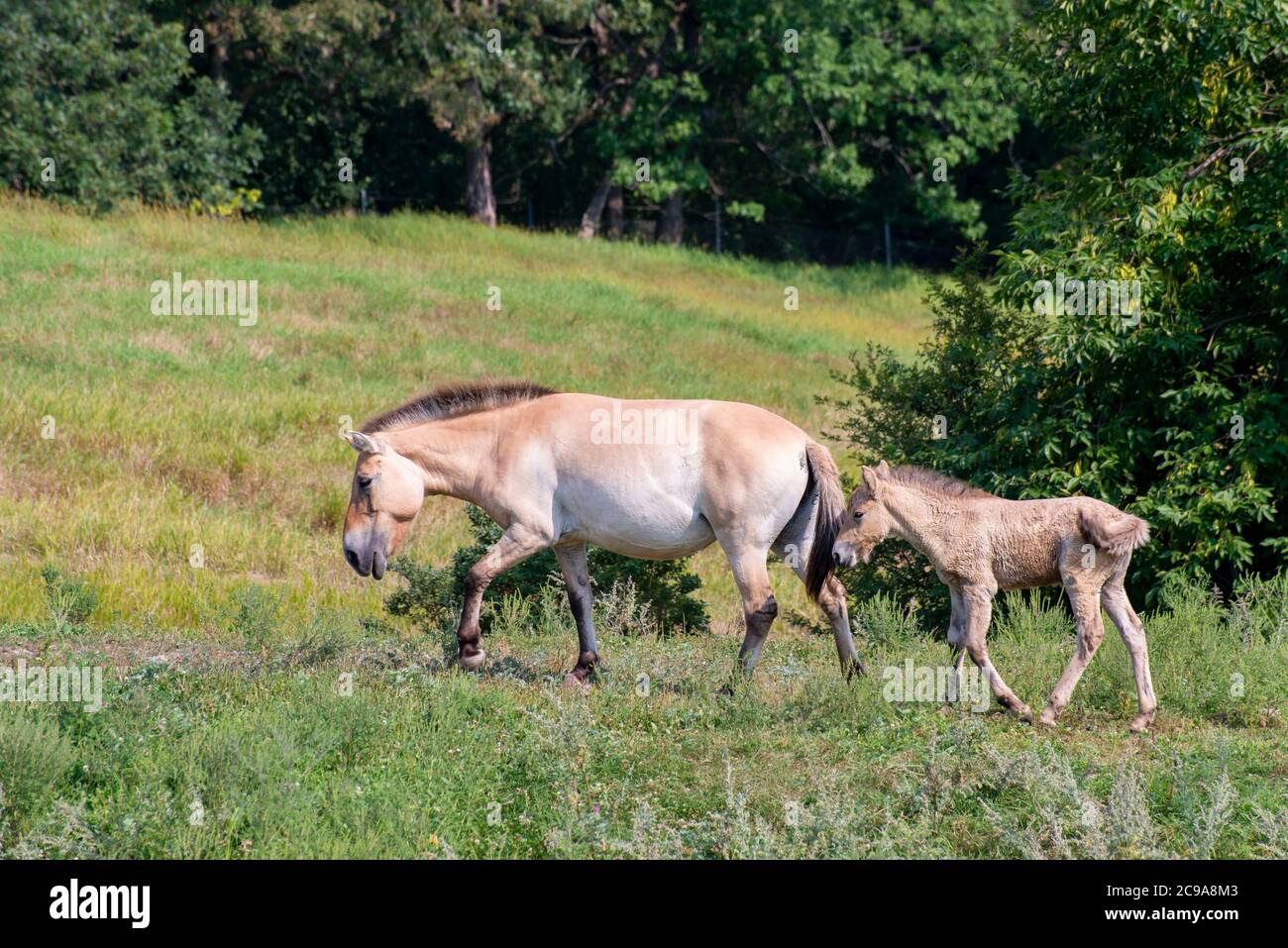 Apple Valley, Minnesota. Il cavallo di Przewalski o il Cavallo selvaggio asiatico con un bambino nuovo di zecca è un cavallo raro e in pericolo. Foto Stock