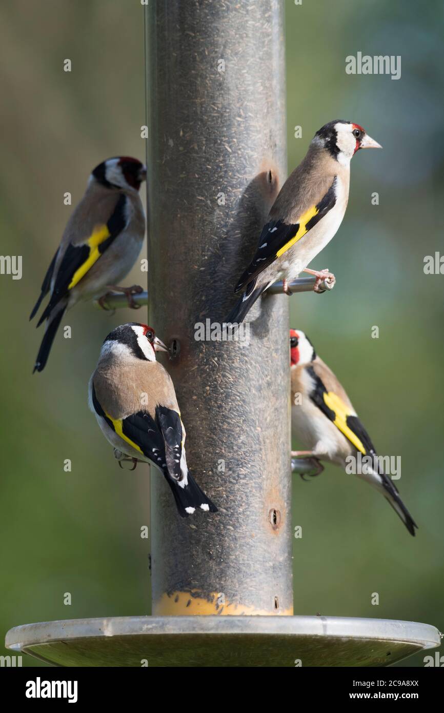 Quattro Goldfinches (Carduelis Carduelis) che si insemina su un alimentatore di semi Garden Nyger Foto Stock