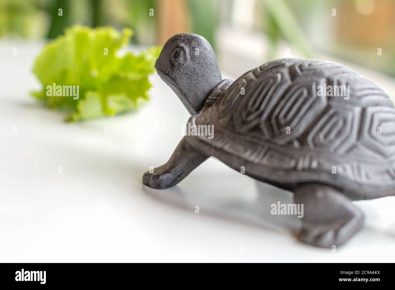 un segmento piccola tartaruga di ferro nera vista dal retro a piedi a una foglia di insalata verde vicino alla finestra su una superficie bianca, idea di vita lenta, mangiare lento, godendo di stile di vita rurale Foto Stock