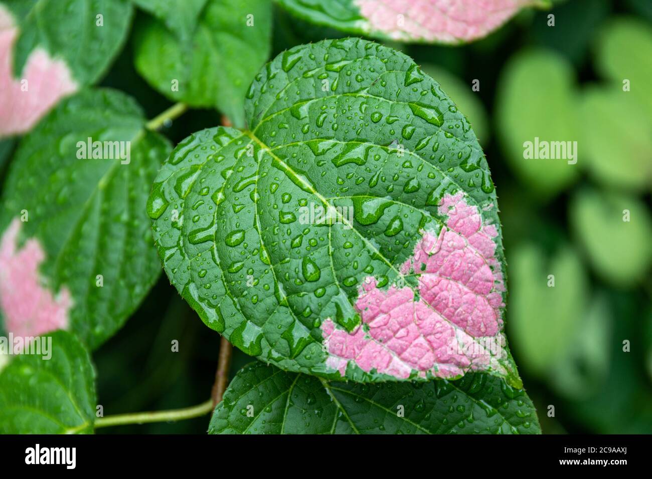 Closeup di variegazione rosa su Actinidia kolomikta (kolomikta o kiwi a foglia variegata) foglia con perline o gocce di pioggia Foto Stock