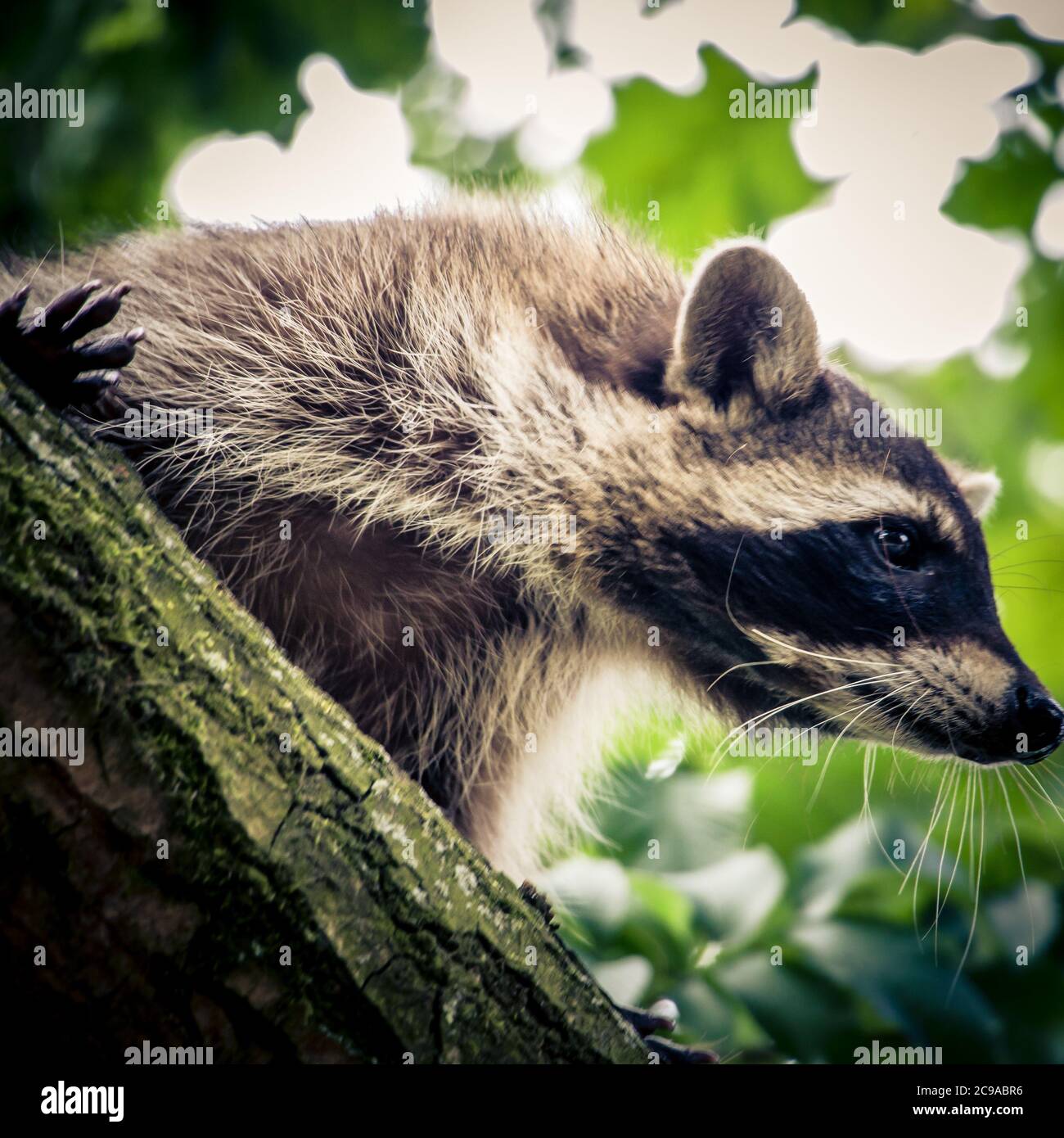 Primo piano di un raccoon seduto su un albero - concetto di fondo Foto Stock