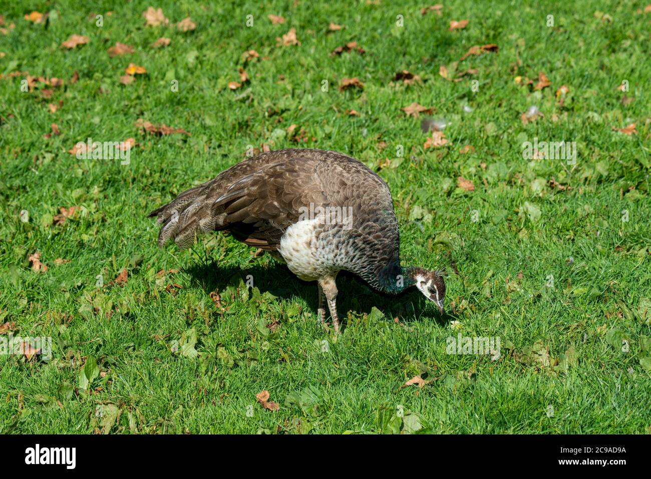 Victoria, British Columbia, Canada. Peafowl indiano, 'Pavo christatus'. pavone femmina. Foto Stock