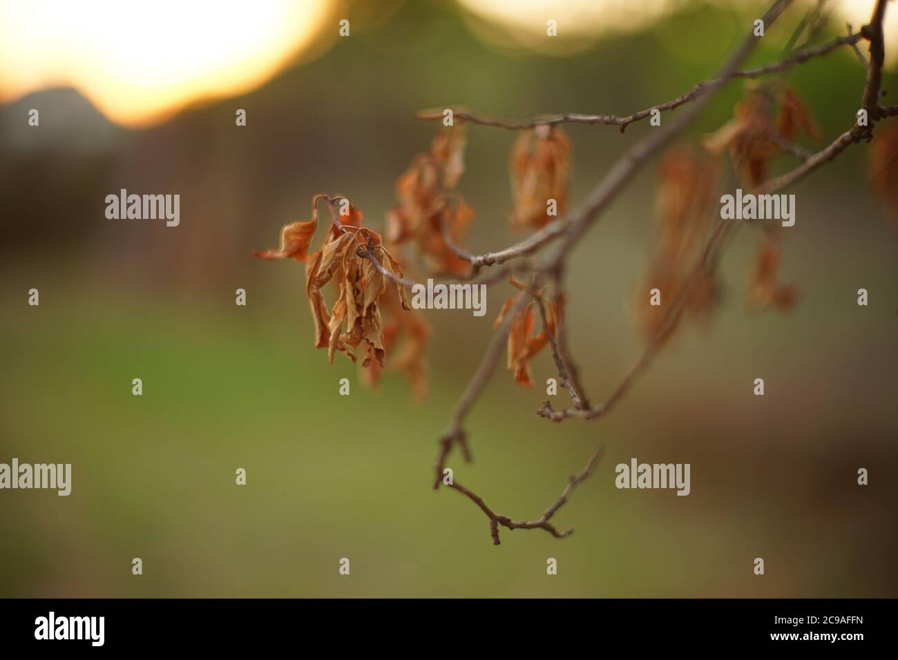 Closeup secco foglie di colore marrone sul ramo di albero nel giardino. Foto Stock