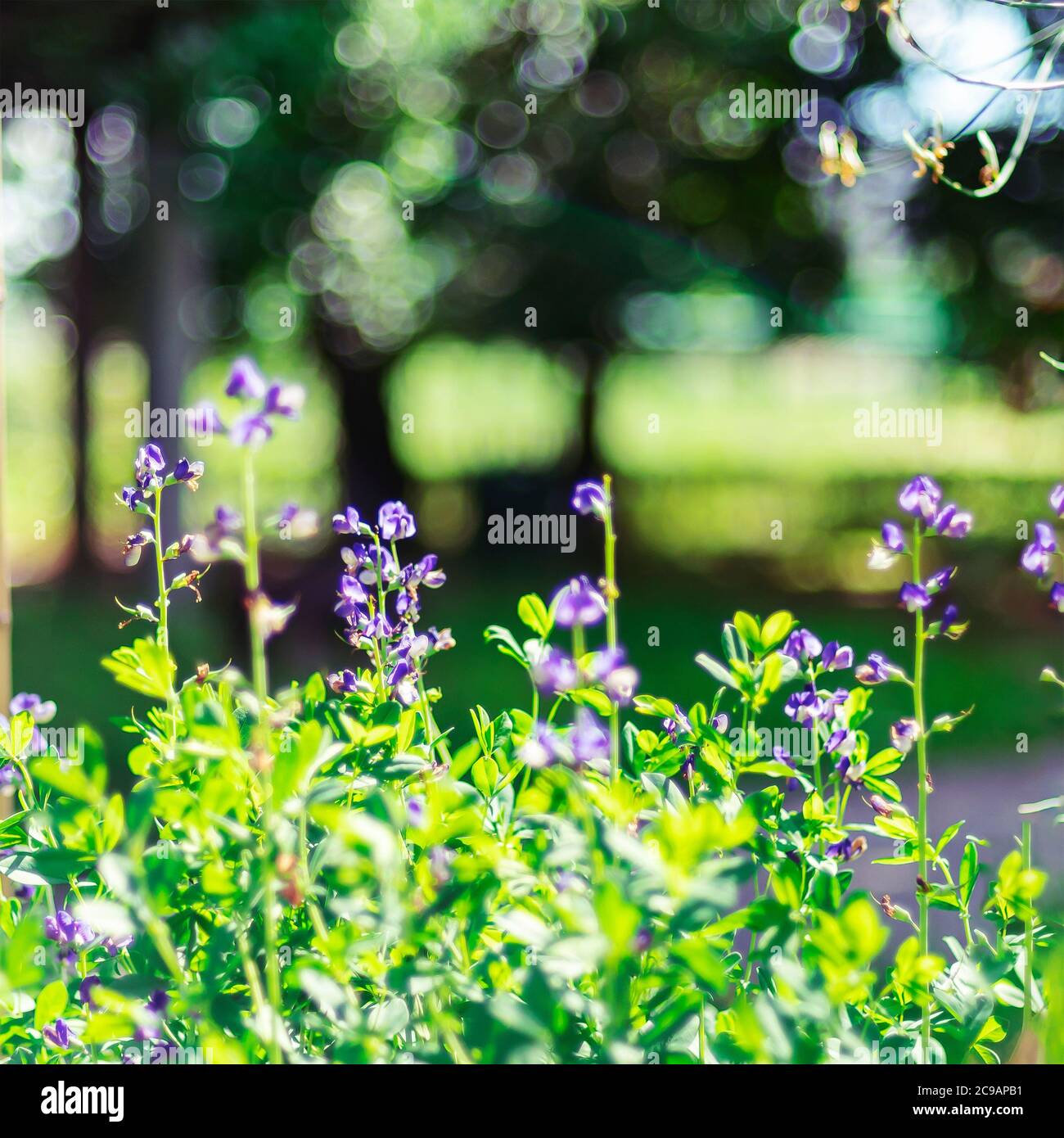 Piccoli fiori blu, fuoco selettivo. Sfondo bokeh sfocato Foto Stock