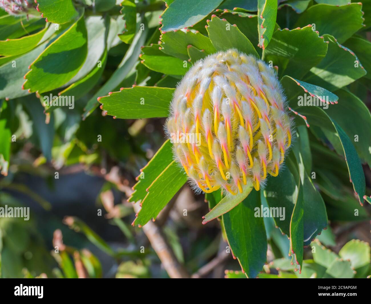 protea pianta bub vista ravvicinata con luce naturale del sole Foto Stock