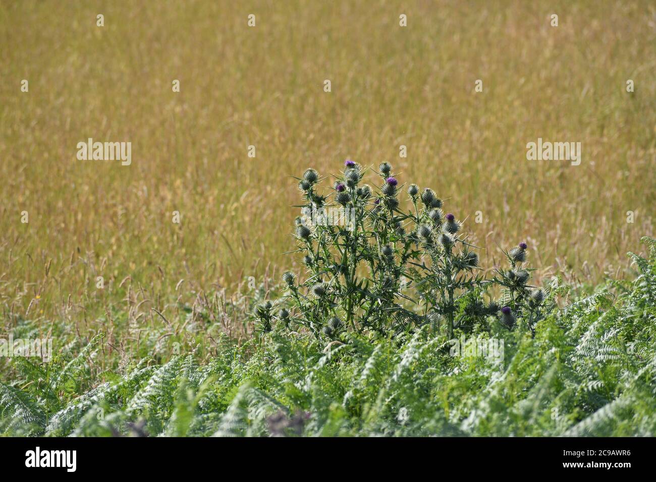 Grande mazzo di thistles che crescono al bordo di un campo di mais in una giornata di sole Foto Stock