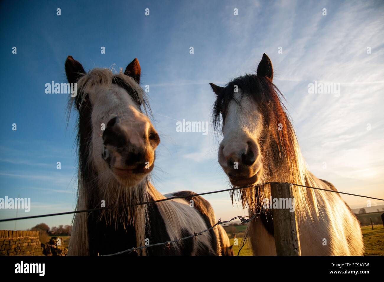 Due pony che guardano nella telecamera su un filo spinato Recinzione in un campo nella mattina presto in inverno Foto Stock