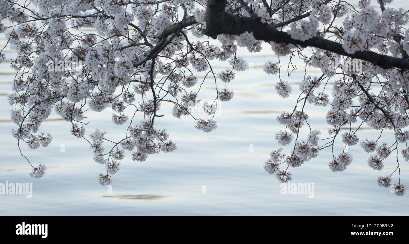 Filiale di Yoshino Cherry Blossoms a Washington DC presso la filiale di Tidal Basin a Dusk Foto Stock