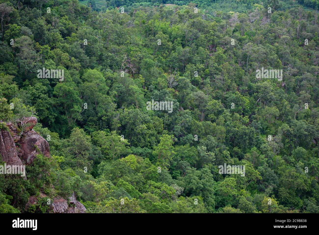 forest trees background / jungle nature green tree on the mountain top view , forest landscape scenery of river in southeast Asia tropical wild Foto Stock