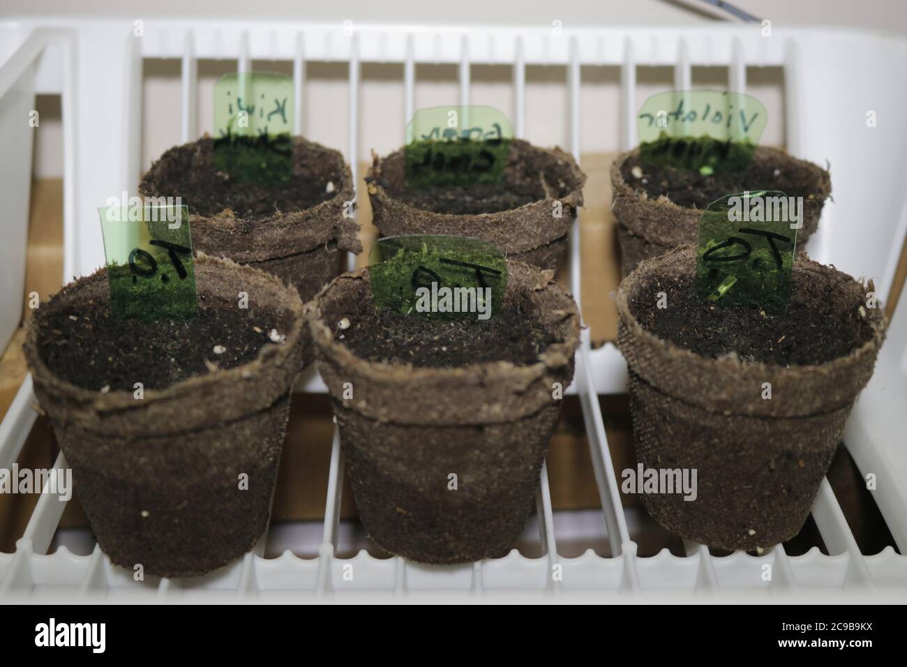 la piantagione di cannabis viene avviata nel suolo Foto Stock