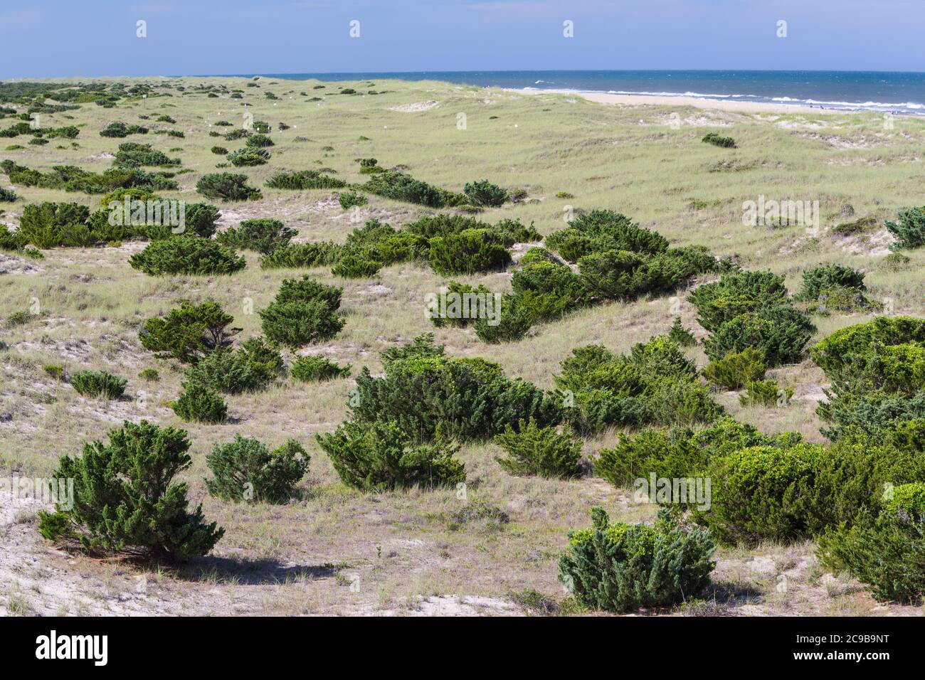 Avon, Outer Banks, Carolina del Nord. La vegetazione aiuta a stabilizzare un'isola della barriera. Oceano Atlantico in lontananza. I segni bianchi indicano le aree di nidificazione degli uccelli. Foto Stock