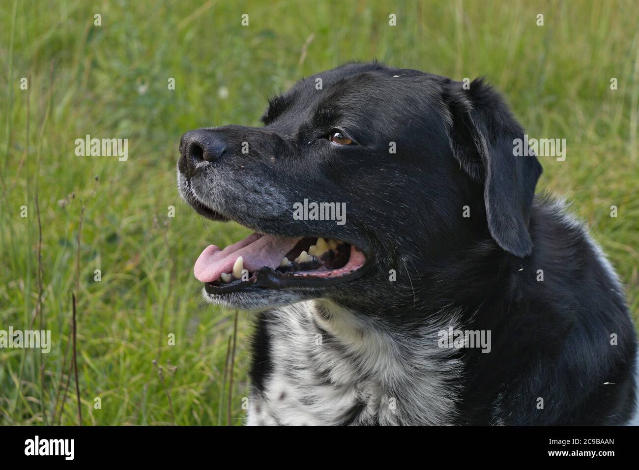 adorabile ritratto di cane Foto Stock
