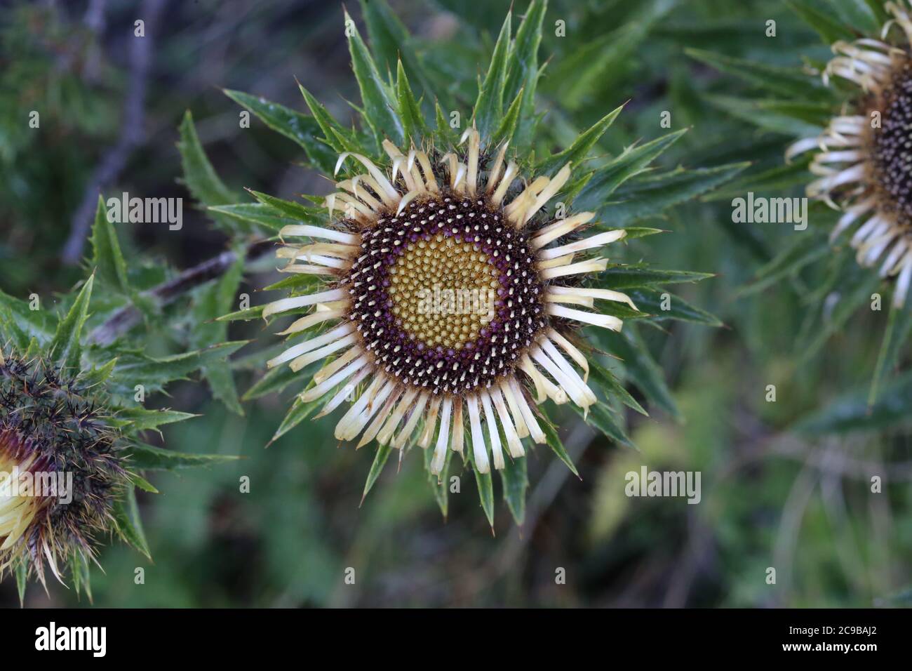 Carlina vulgaris, comune Carline Thistle. Pianta selvaggia sparata in estate. Foto Stock