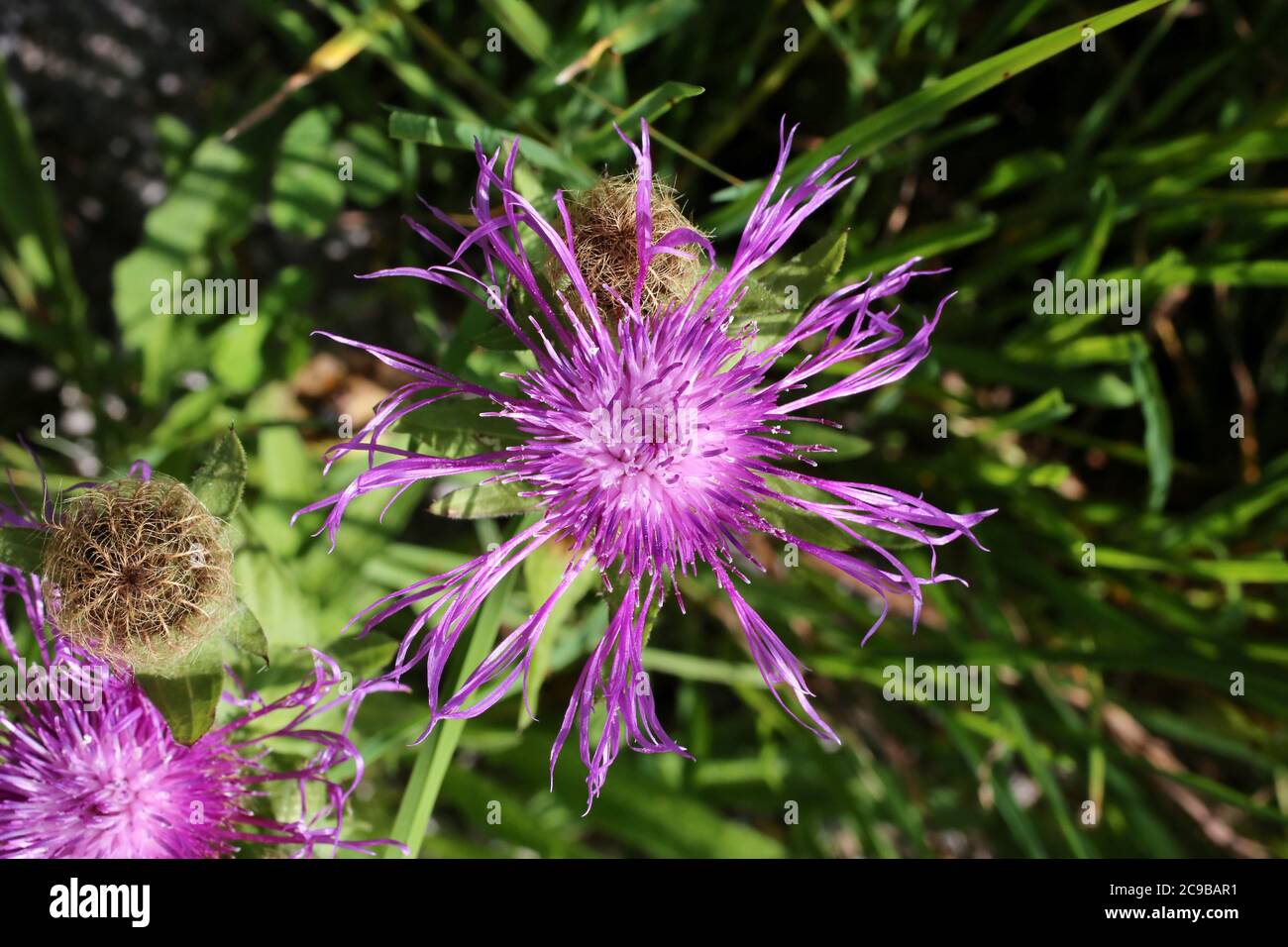 Centaurea nervosa - pianta selvatica sparata in estate. Foto Stock