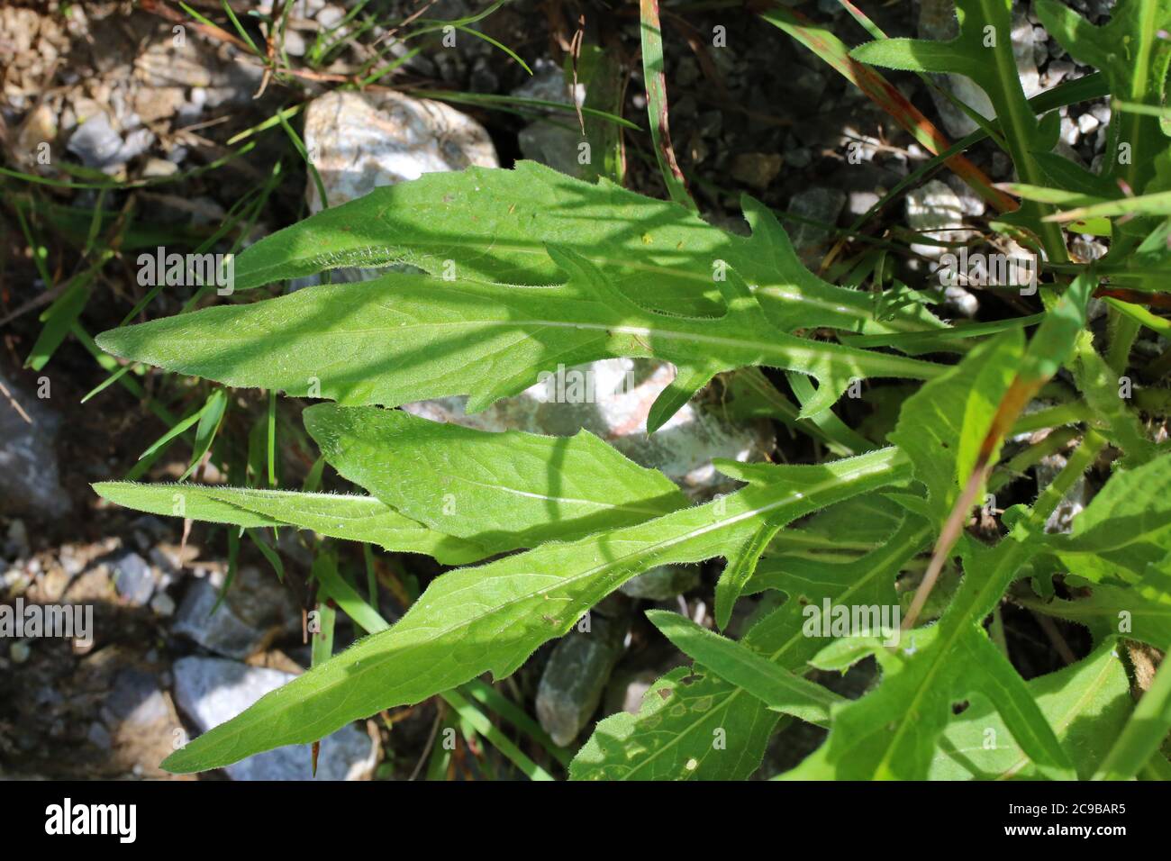 Centaurea nervosa - pianta selvatica sparata in estate. Foto Stock
