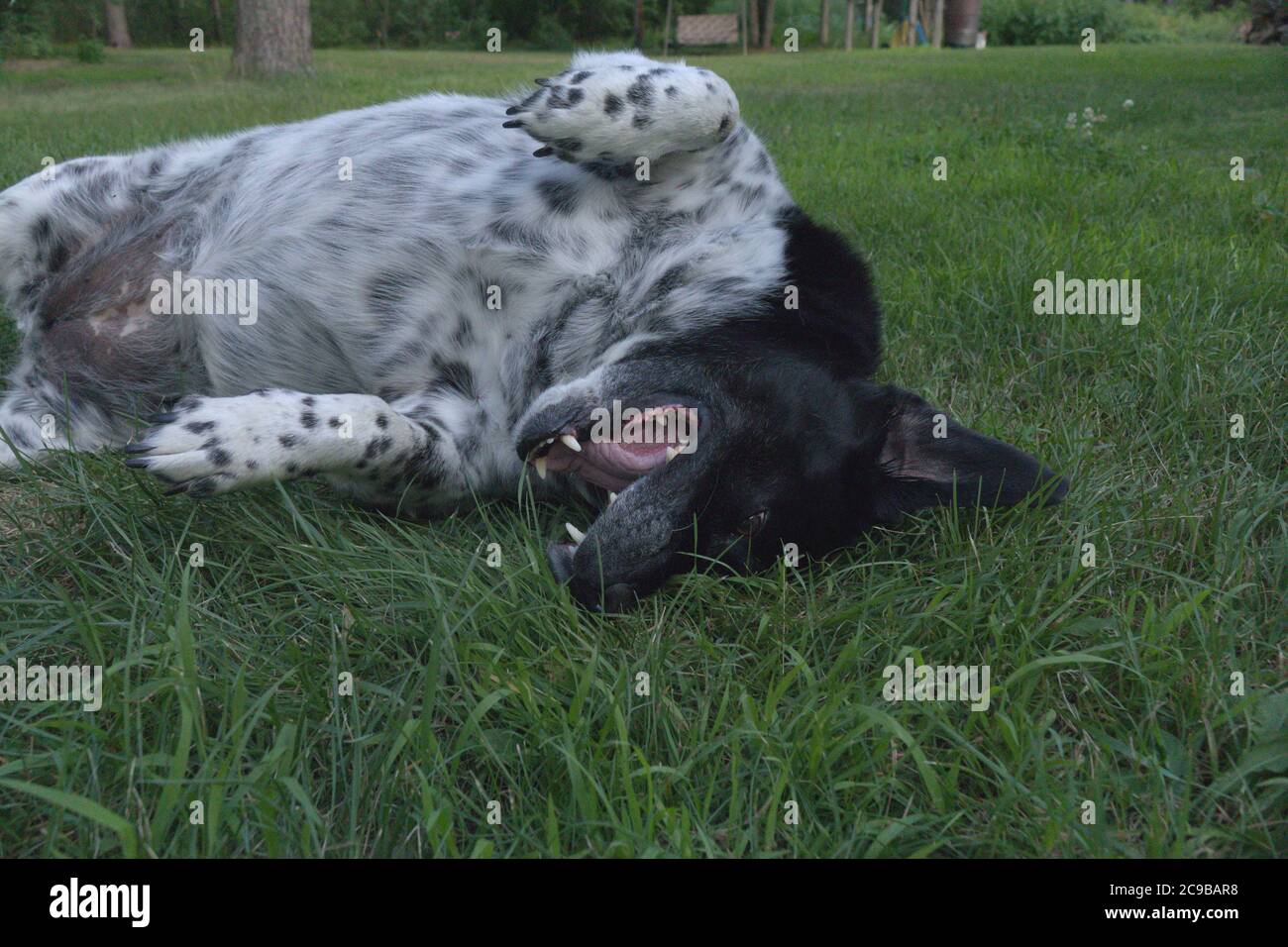 un cane carino che rotola in giro nell'erba e che è felice Foto Stock