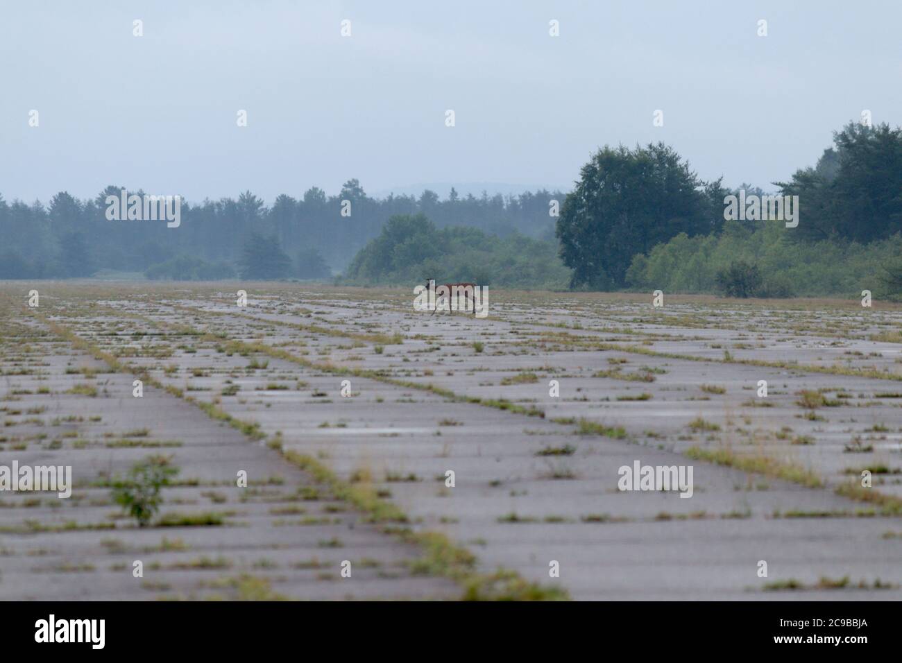 Cervi che attraversano l'aeroporto abbandonato Foto Stock