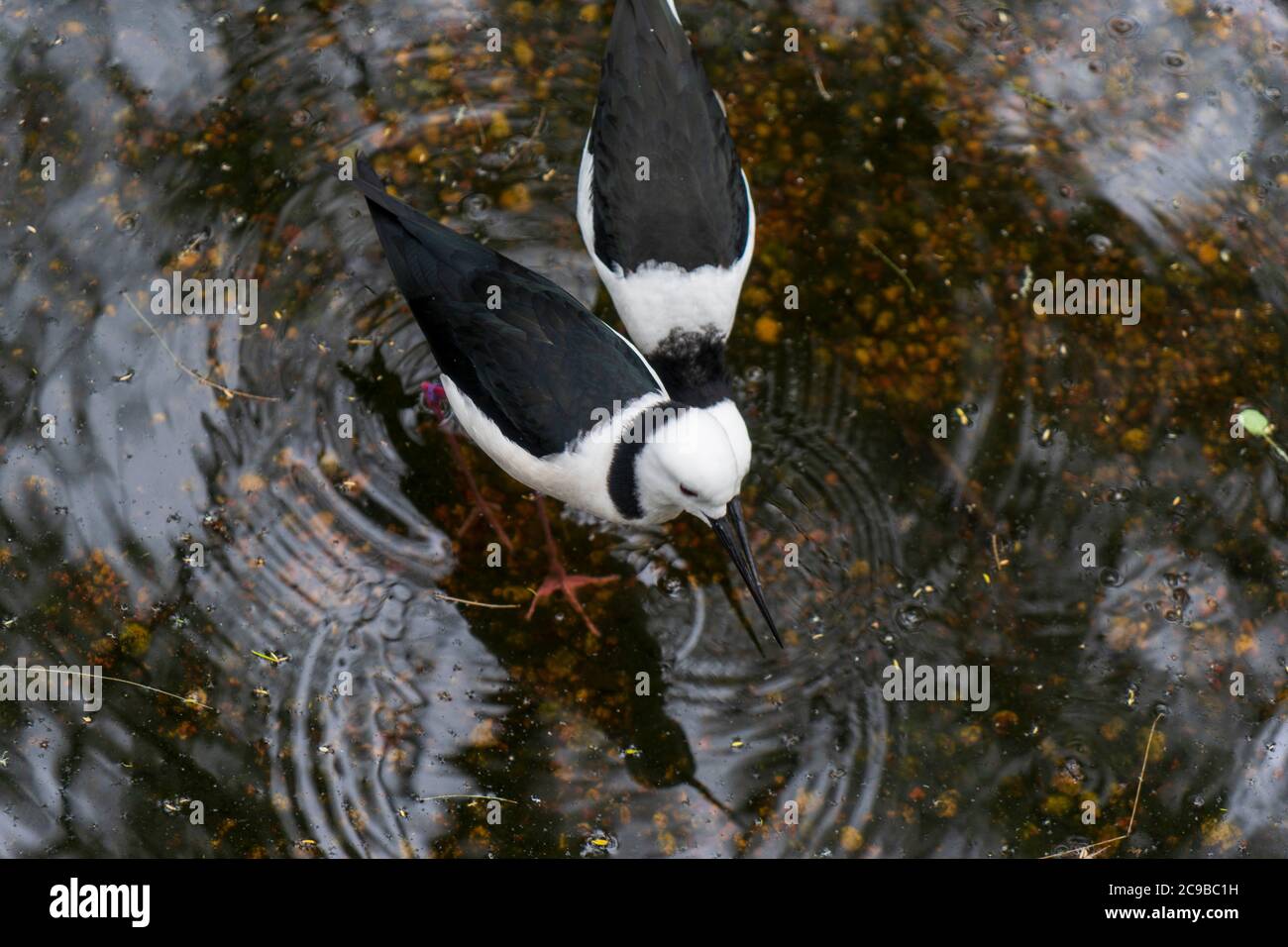 Coppia di uccelli palafitte a pied che cacciano in un'acqua poco profonda Foto Stock