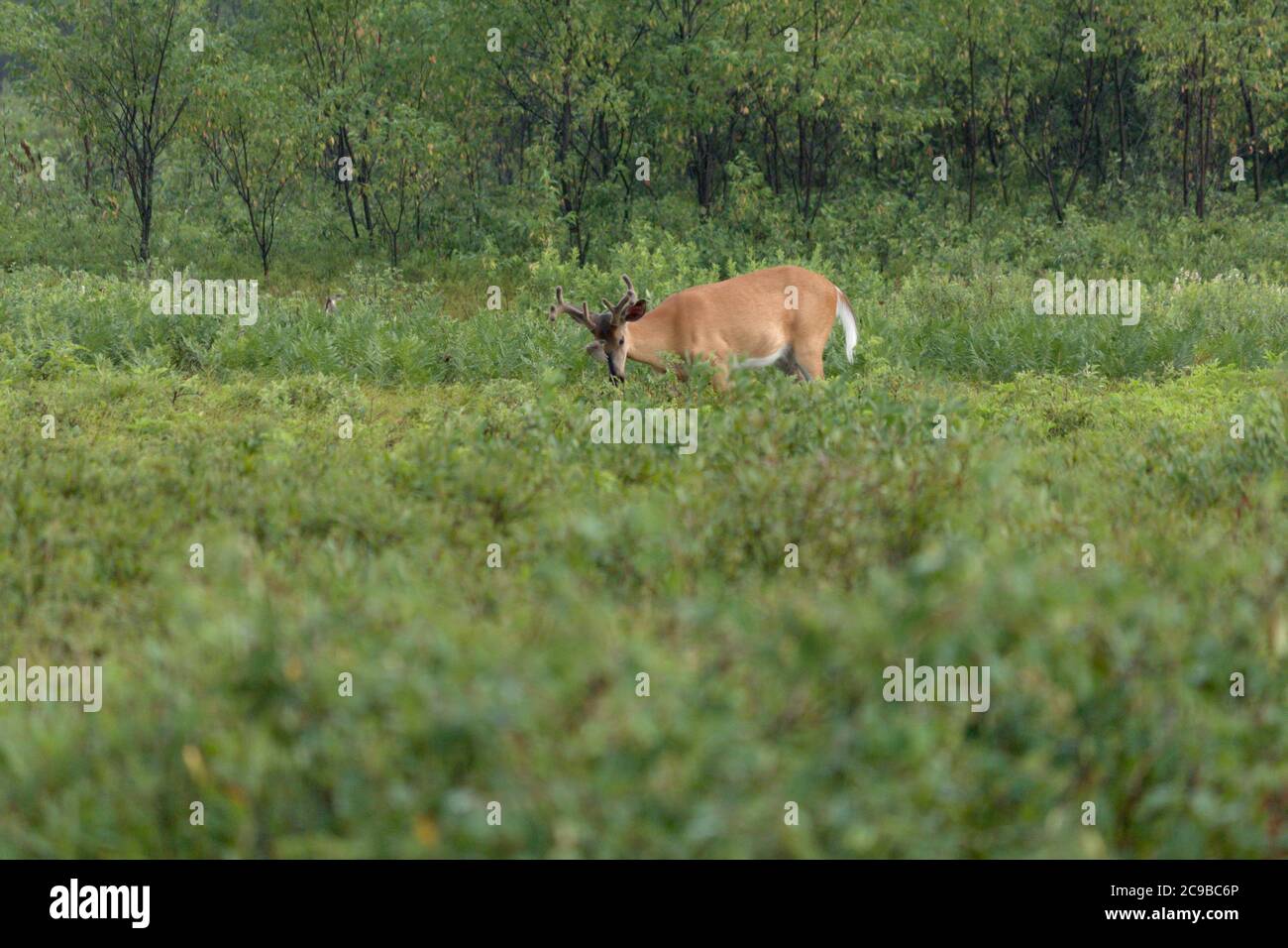 cervi a coda di bianco che pascolano sul campo Foto Stock