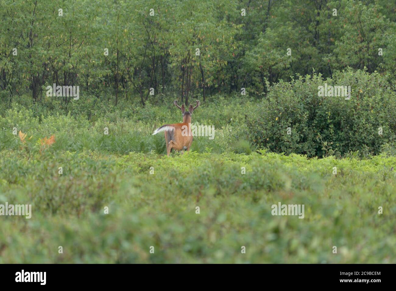 cervi a coda di bianco che pascolano sul campo Foto Stock