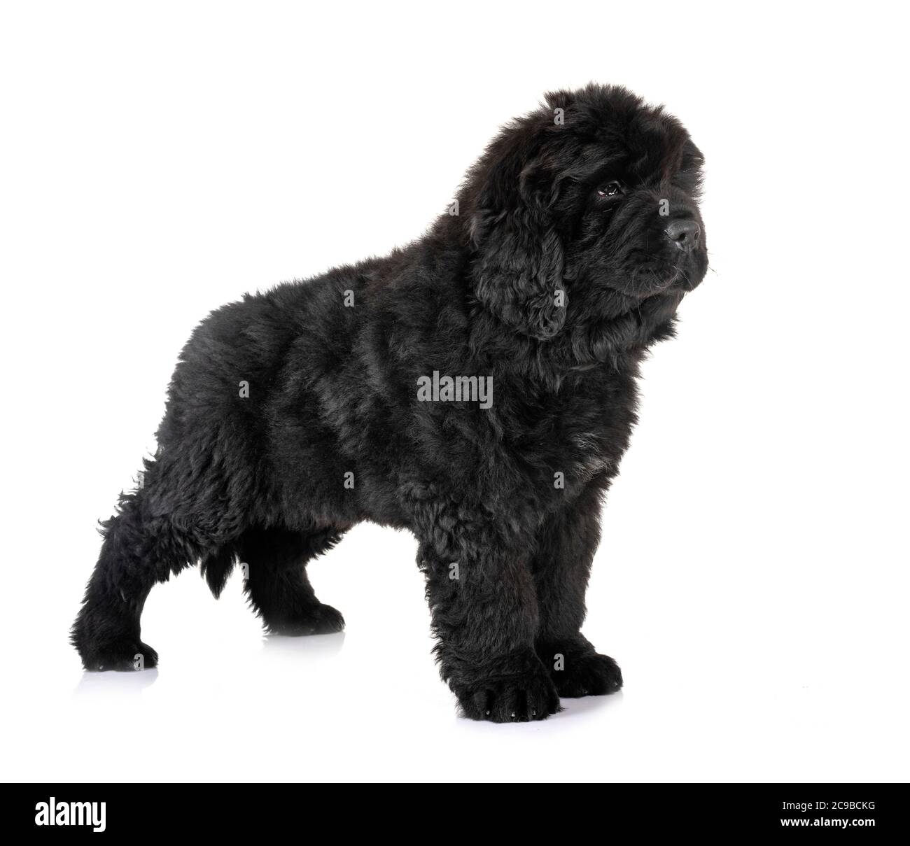 Cucciolo di cane di Terranova di fronte a uno sfondo bianco Foto Stock