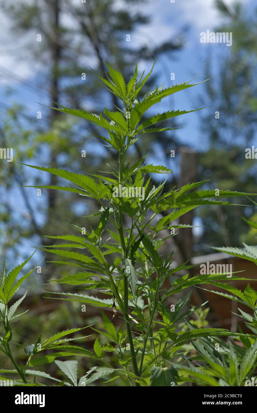 foglie di piante di cannabis, piante di marijuana Foto Stock
