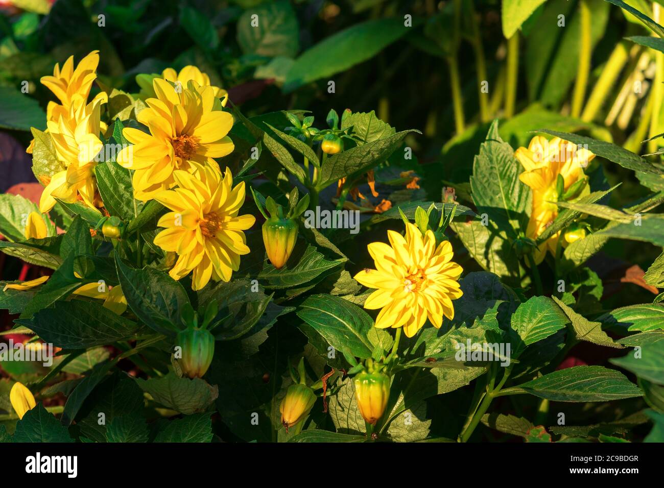Il gruppo dei fiori di Massimiliano Girasole, Helianthus maximiliani. Foto Stock