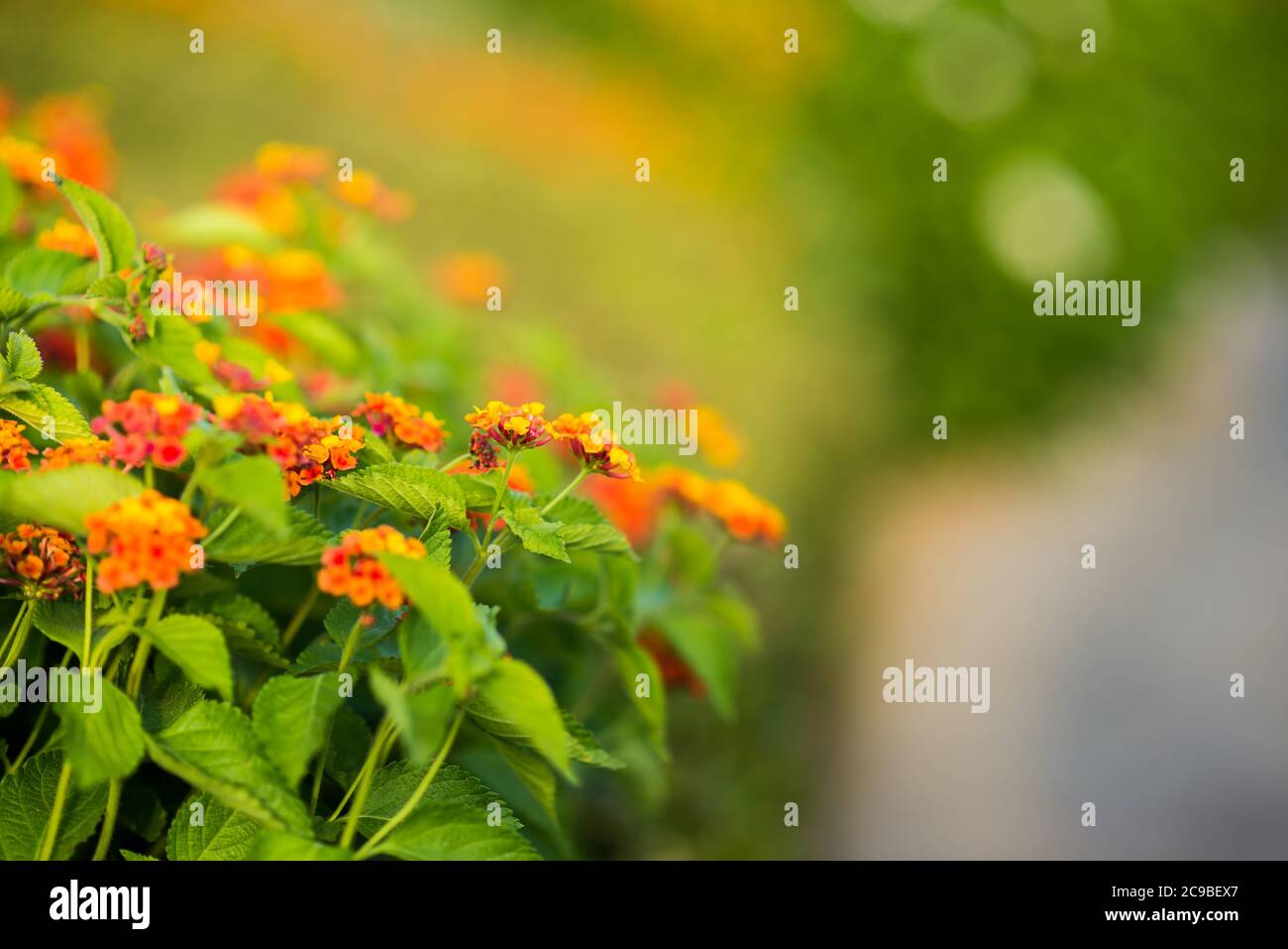 Fiori di arancio mediterranei in fiore. Vista ravvicinata. Sfondo sfocato di colore verde brillante. Foto Stock