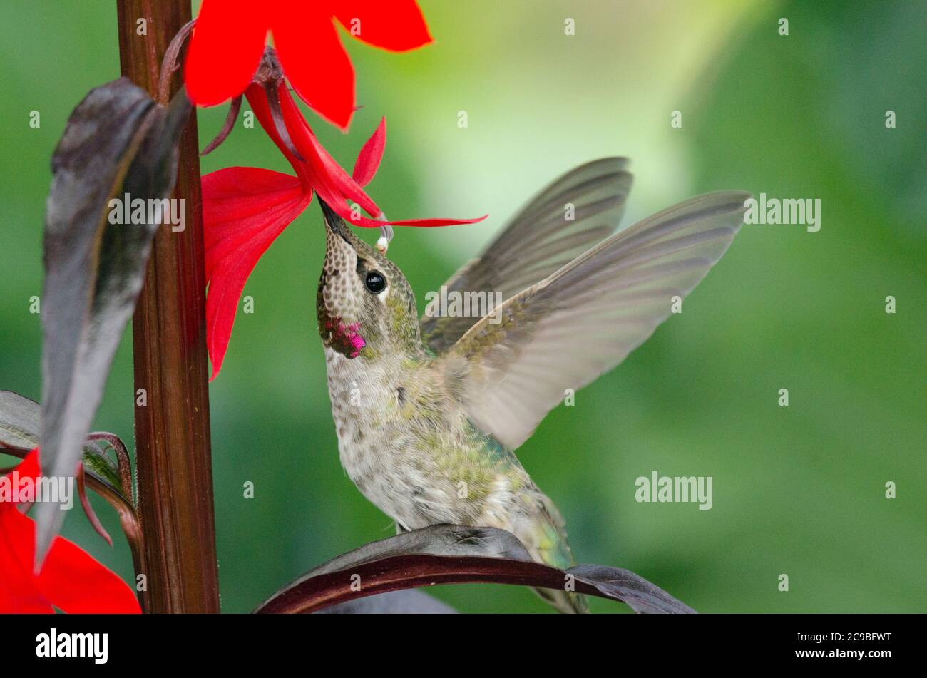 Un Hummingbird di Anna cerca nettare dai fiori di crosmia in un giardino comunitario a Redmond, Washington. Foto Stock