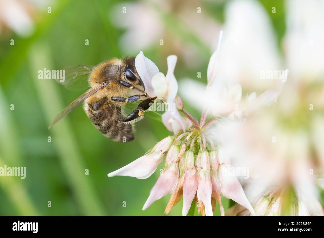 Honigbiene, Honig-Biene, Europäische Honigbiene, Westliche Honigbiene, Biene, Bienen, Apis mellifera, Apis mellifera, ape di miele, ape di alveare, hon occidentale Foto Stock