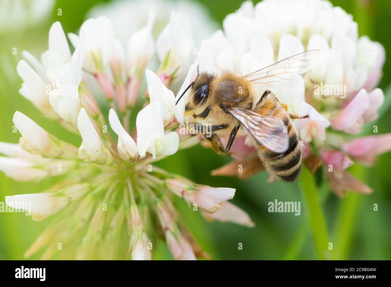 Honigbiene, Honig-Biene, Europäische Honigbiene, Westliche Honigbiene, Biene, Bienen, Apis mellifera, Apis mellifera, ape di miele, ape di alveare, hon occidentale Foto Stock
