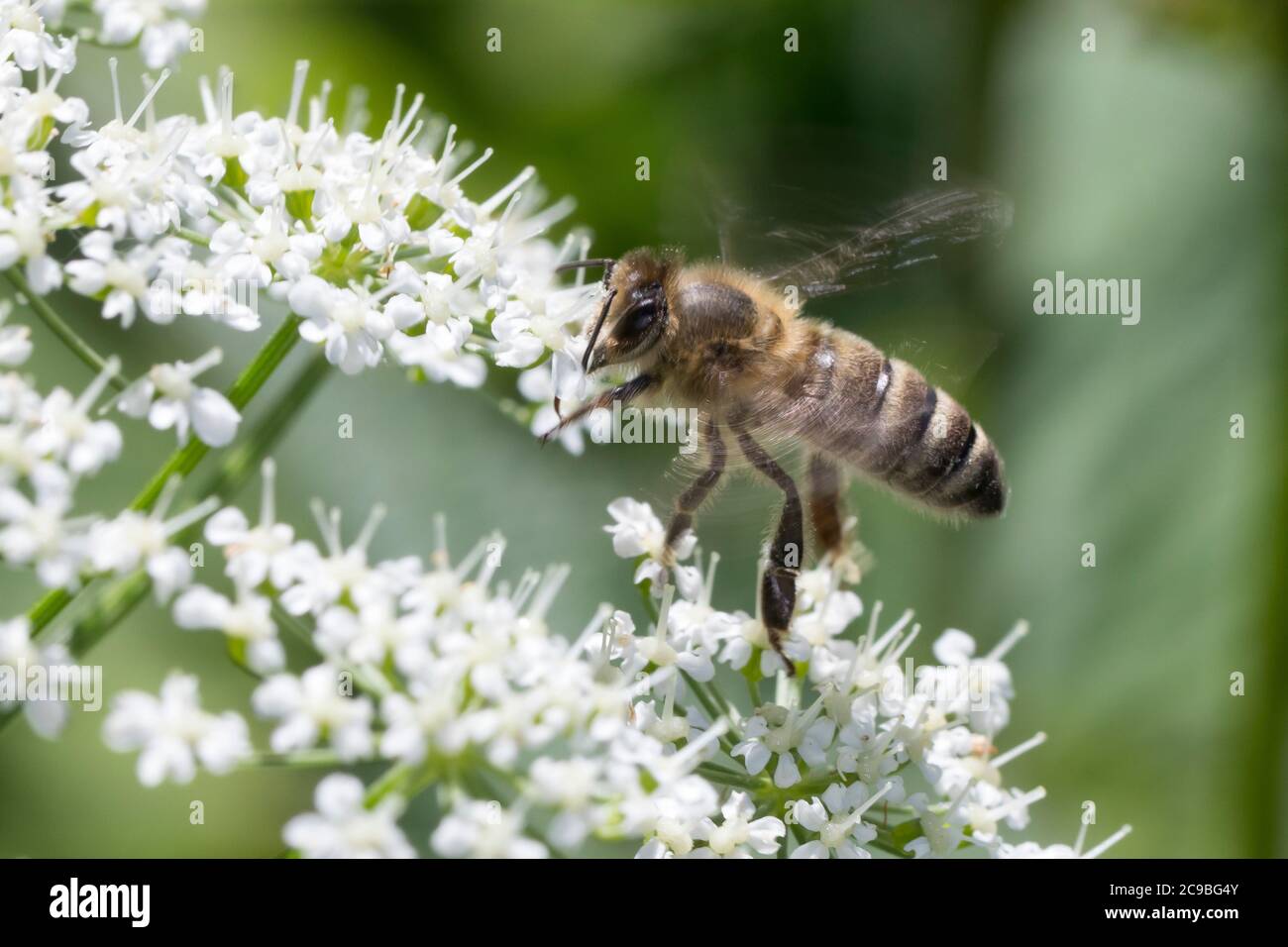 Honigbiene, Honig-Biene, Europäische Honigbiene, Westliche Honigbiene, Biene, Bienen, Apis mellifera, Apis mellifera, ape di miele, ape di alveare, hon occidentale Foto Stock