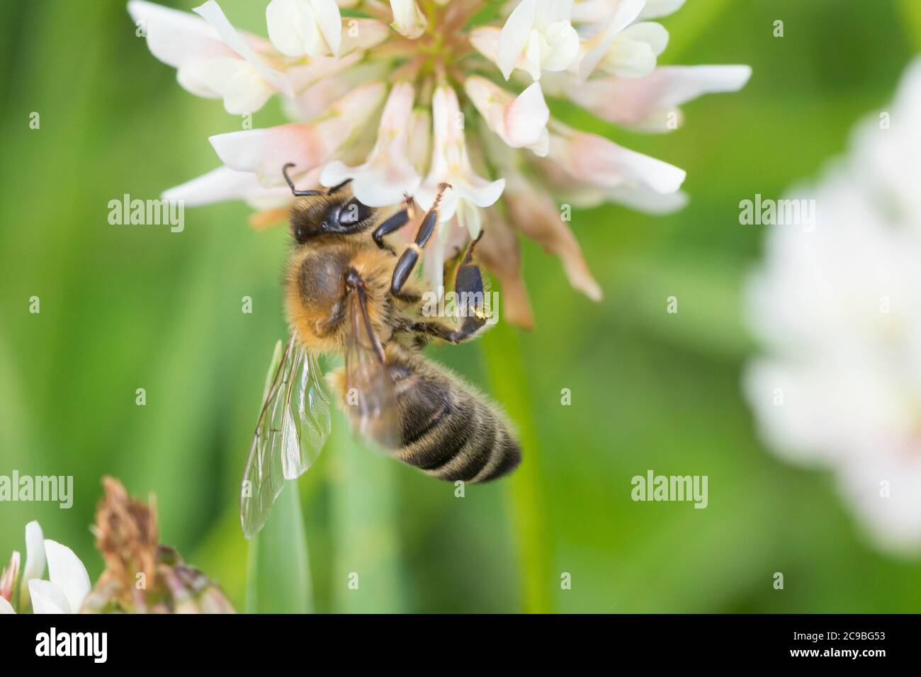 Honigbiene, Honig-Biene, Europäische Honigbiene, Westliche Honigbiene, Biene, Bienen, Apis mellifera, Apis mellifera, ape di miele, ape di alveare, hon occidentale Foto Stock