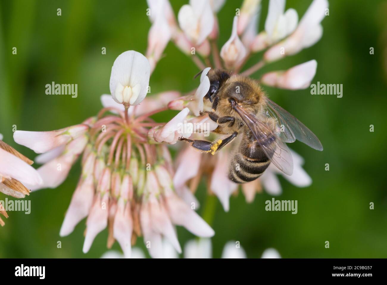 Honigbiene, Honig-Biene, Europäische Honigbiene, Westliche Honigbiene, Biene, Bienen, Apis mellifera, Apis mellifera, ape di miele, ape di alveare, hon occidentale Foto Stock